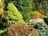 Picea glauca 'Conica'