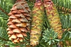 Pine Cone