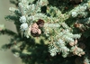 Form