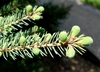 Form