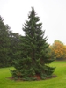 Picea omorika