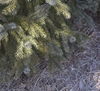 Form