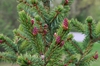 Picea omorika