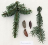 Picea omorika