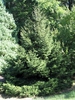 Form