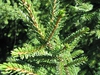 Form