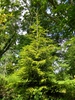 Picea orientalis 'Skylands'