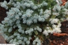 Picea Pungens "Compacta"