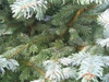 Picea Pungens "Fat Albert"