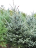 Form