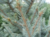 Foliage