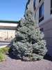 Conical conifer with up-swept branches & glaucous needles.