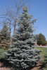 Conical conifer with spreading branches & glaucous needles.