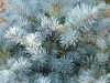 Glaucous blue needles growing from the stem in all directions