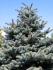 Conical conifer with spreading branches & glaucous needles.