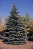 Conical conifer with spreading branches & glaucous needles.
