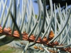 Stem & needles, which are borne singly on "pegs" & are sharp.