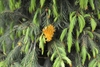 Form