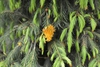 Form