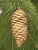 Cone