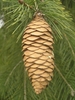 Brown Cone