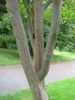 Bark