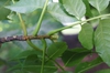 Stem