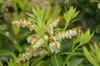 Leaves and flowers