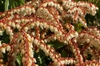 Close up of flower