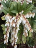 White flowers