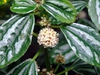 Form