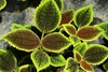 Leaves
