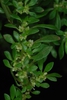 Form/Leaves
