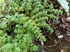 Form