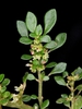Flower and Leaves