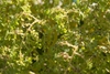 Stem and Leaves