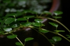 Stem and Leaves