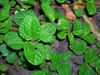 Pilea nummulariifolia