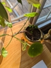 Pilea plant growing long and leggy with bare stem