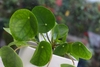 Potted plant with circular leaves