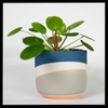 Potted houseplant with round, peltate leaves.