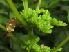 Form