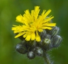 Pilosella caespitosa subsp. caespitosa