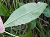 Pilosella paniculata - Hieracium paniculatum