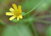 Pilosella paniculata - Hieracium paniculatum