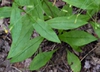 Pilosella paniculata - Hieracium paniculatum