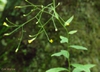 Pilosella paniculata - Hieracium paniculatum