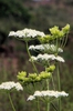 Form