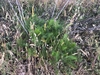 Form