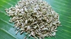 Seeds
